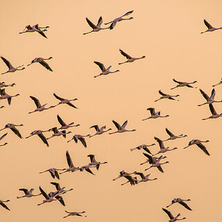 Lake Abiata - Flamingos
